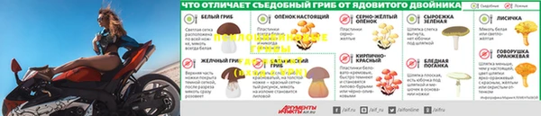 трава Белокуриха
