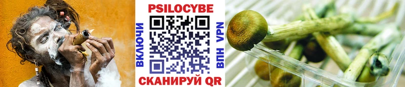 Купить где  Радужный  Псилоцибиновые грибы Cubensis 